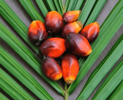 Substitution de l'huile de palme